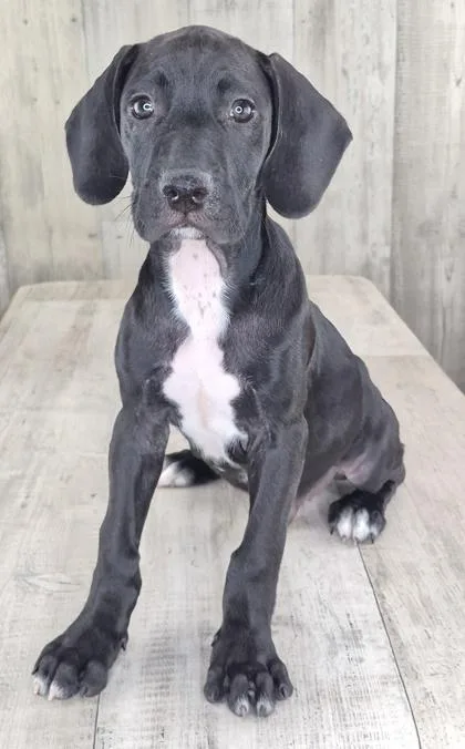 Oscar