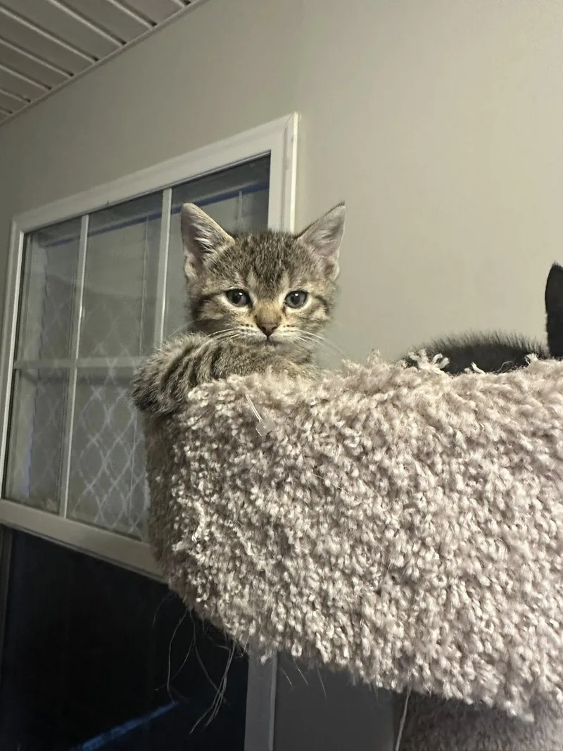 A baby small-sized female Tabby cat named Jibbles Jones for adoption in Clarksville, TN