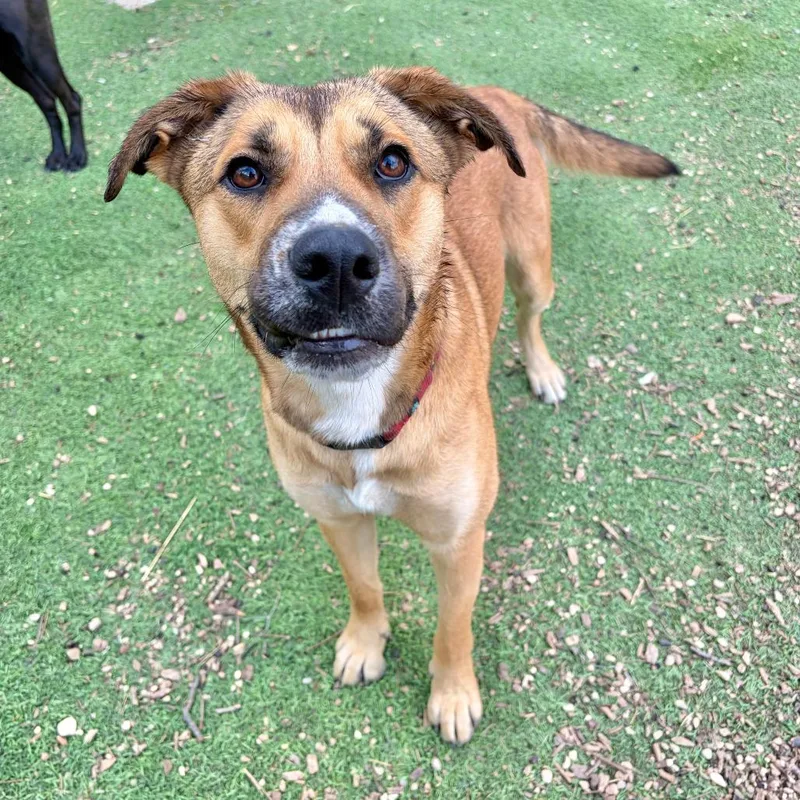 An adult medium-sized female Brown / Chocolate Shepherd dog named Wiggles for adoption in Kerrville, TX