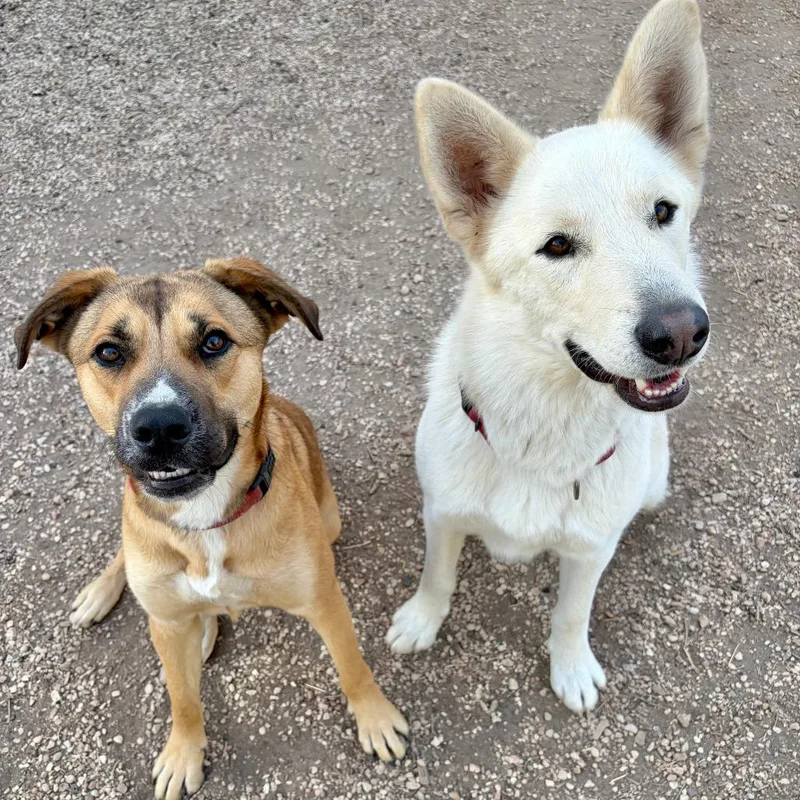 Wiggles thumbnail 3