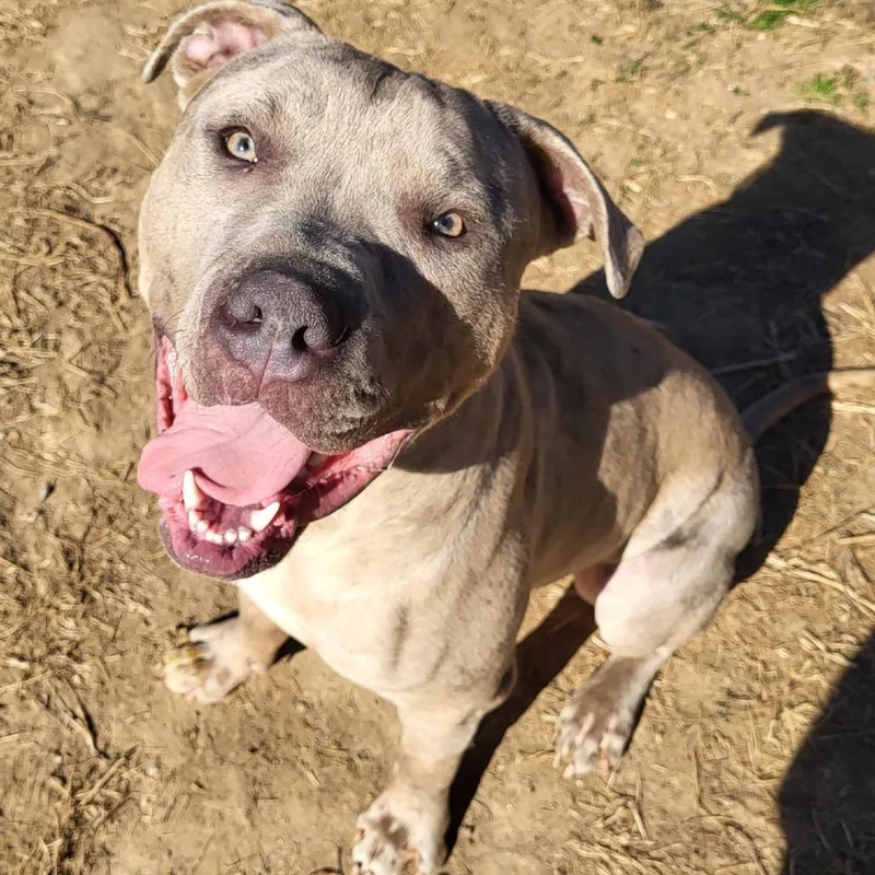 An adult large-sized male Yellow / Tan / Blond / Fawn Pit Bull Terrier dog named Diesel for adoption in York, PA
