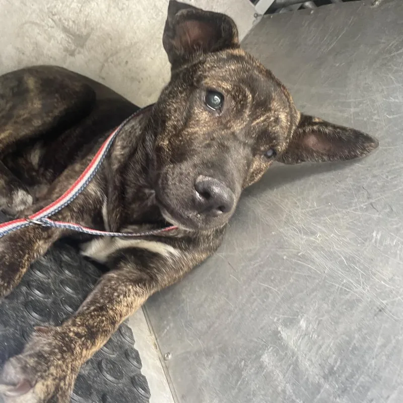 An adult medium-sized female Black Shepherd dog named Tuna for adoption in Edinburg, TX