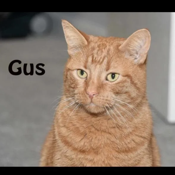 An adult large-sized male Orange / Red Domestic Short Hair cat named Mikey for adoption in Saratoga Springs, NY
