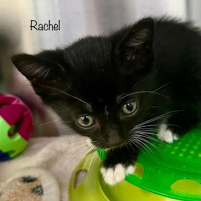 A baby small-sized female Black Domestic Short Hair cat named Rachel for adoption in Madisonville, TN