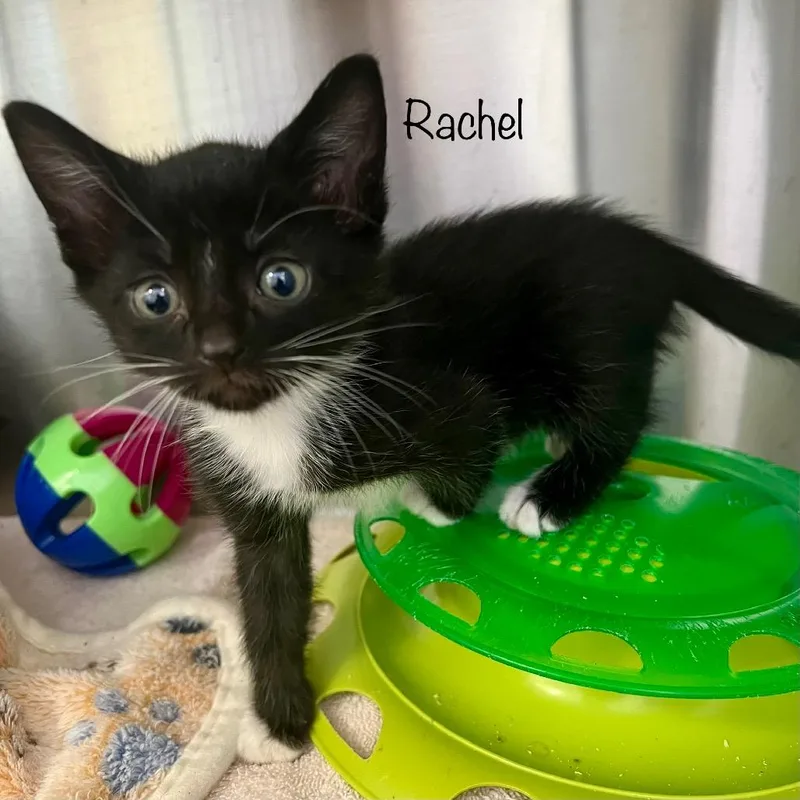 Rachel thumbnail 3