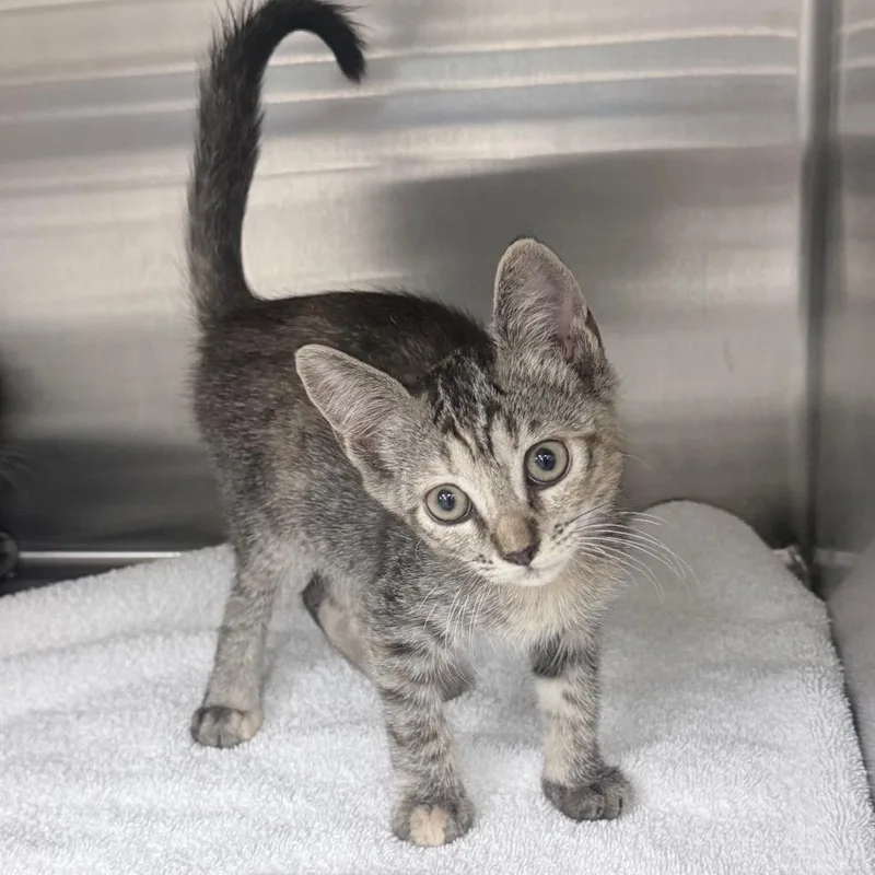 A baby medium-sized female Brown / Chocolate Domestic Short Hair cat named Tina for adoption in Jupiter, FL