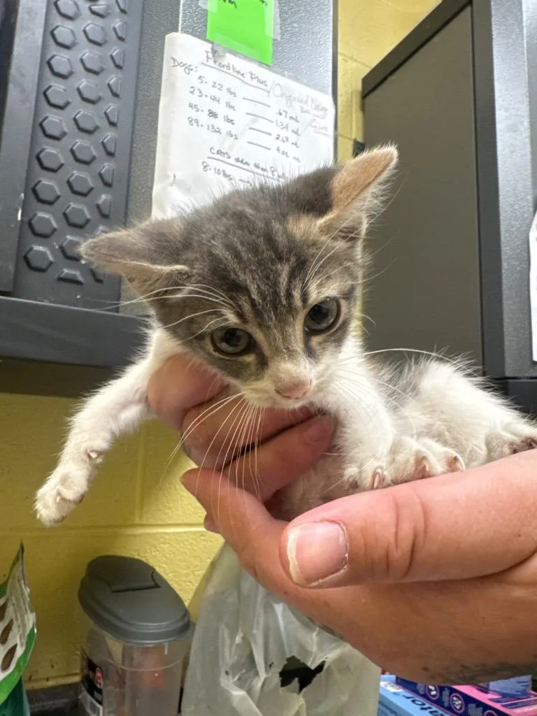 A baby small-sized female Domestic Short Hair cat named JoyRide for adoption in Crossville, TN