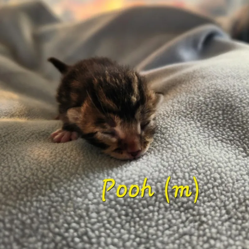 Pooh thumbnail 5