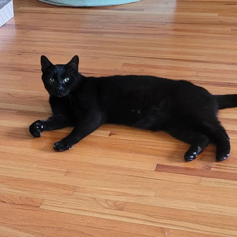 An adult large-sized male Domestic Short Hair cat named Ace for adoption in Newark, NJ