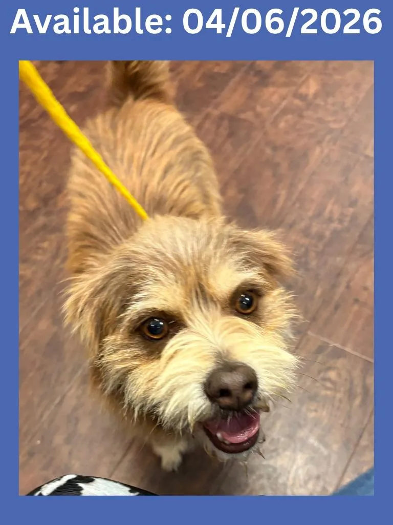 Dog Kennel thumbnail 2