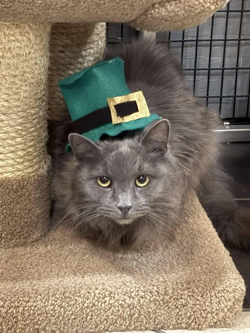A senior medium-sized female Domestic Long Hair cat named Roxy for adoption in Plymouth, MA