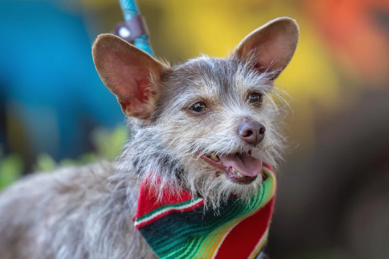 Chiquito thumbnail 2