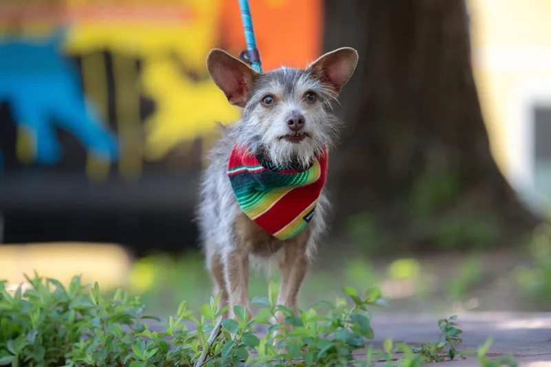 Chiquito thumbnail 3