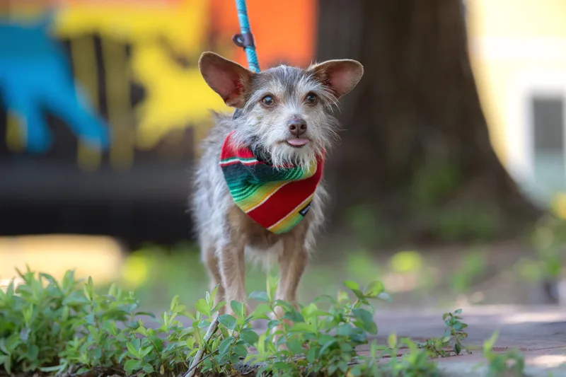 Chiquito thumbnail 4