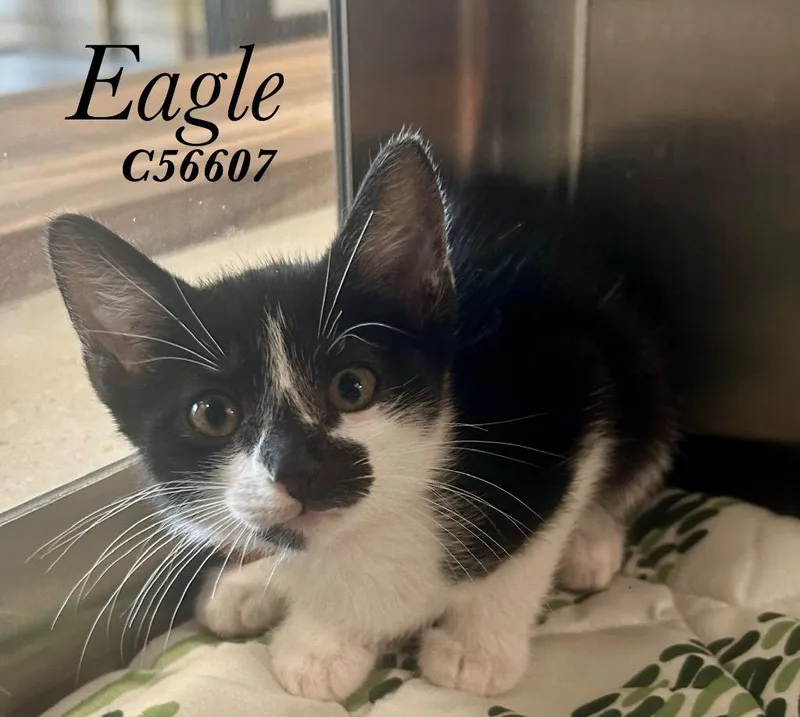 A baby medium-sized female Domestic Short Hair cat named Eagle for adoption in Clarksville, TN