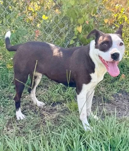 An adult medium-sized female Mixed Breed dog named Summer for adoption in Port Saint Joe, FL