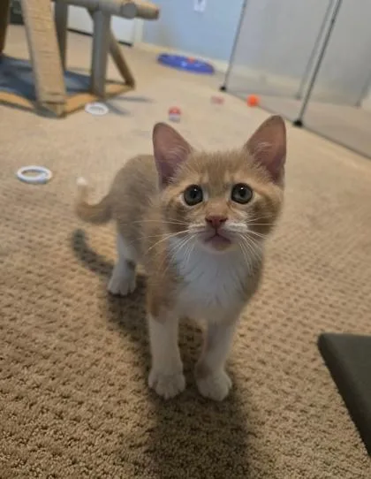 A baby medium-sized male Orange & White Domestic Short Hair cat named Baxter for adoption in Warr Acres, OK