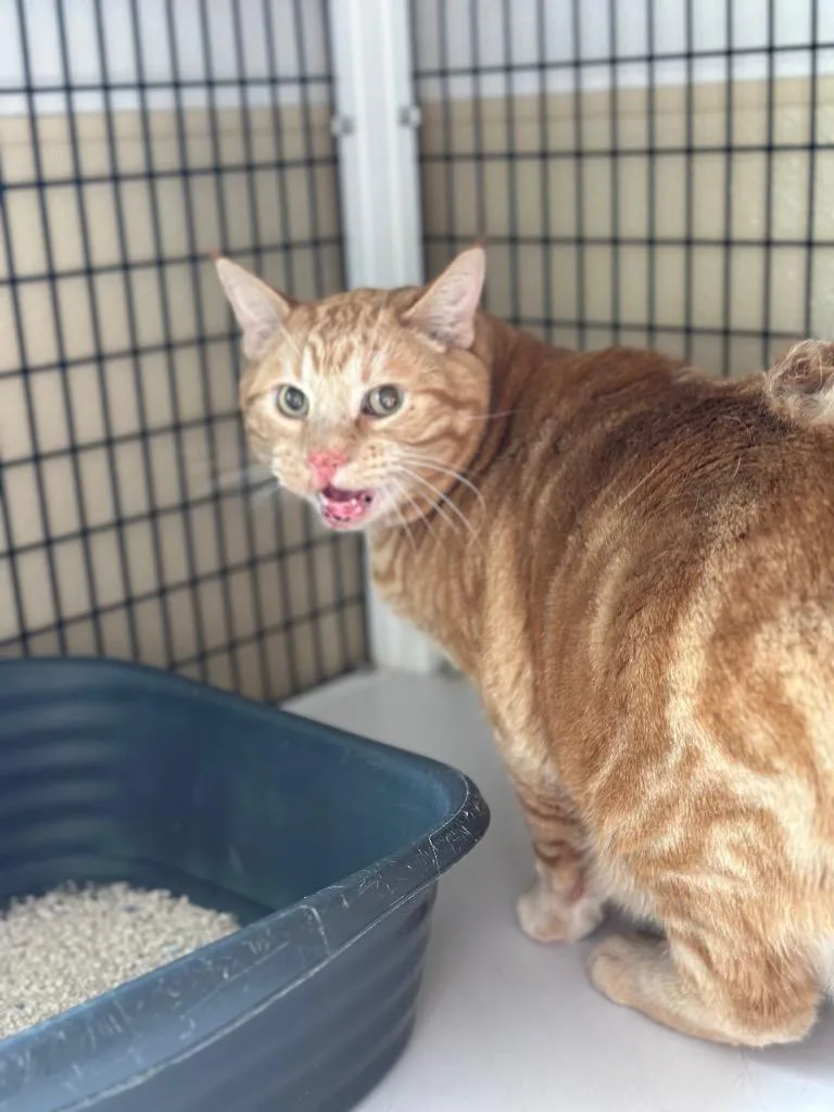 An adult large-sized male Domestic Short Hair cat named Molson for adoption in Green River, WY