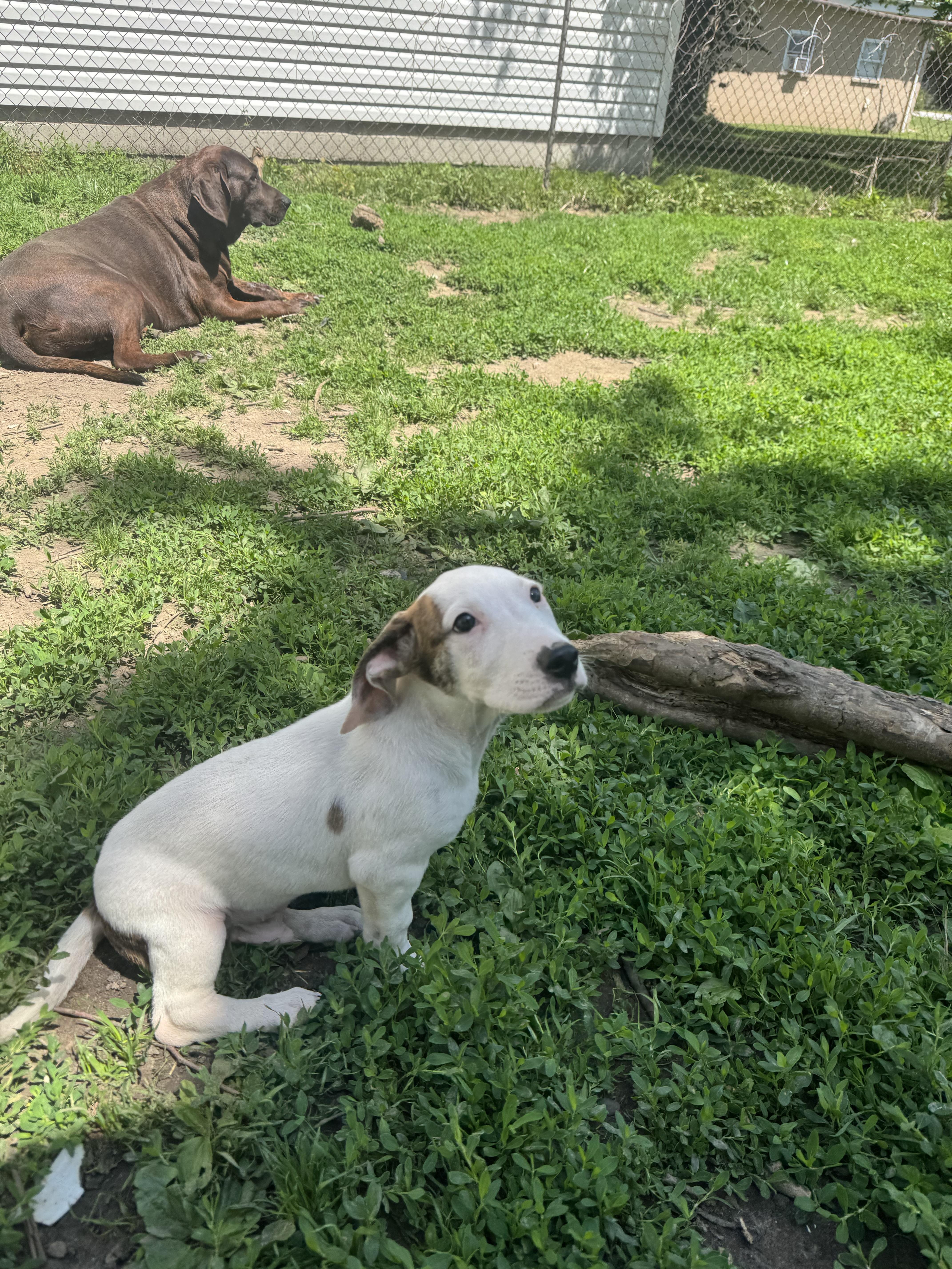 A baby medium-sized male White / Cream Basset Hound dog named Bronson Sweet Short Guy for adoption in RUSSIAVILLE, IN