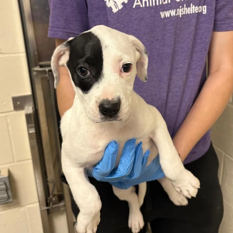 A baby small-sized female White / Cream Mixed Breed dog named Trooper for adoption in East Hanover, NJ