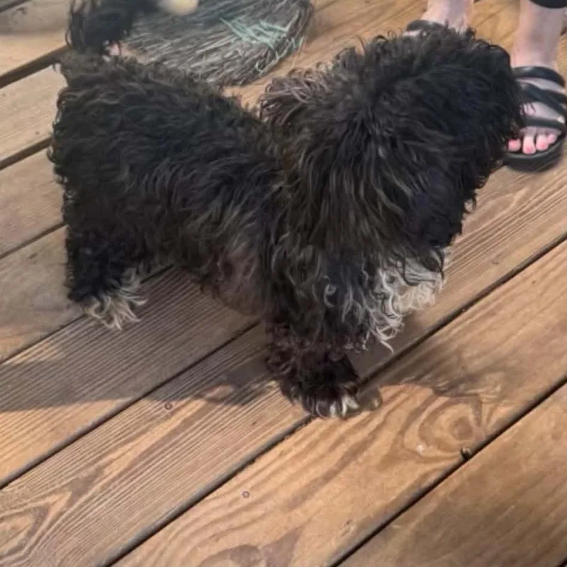 A young small-sized male Black Miniature Poodle dog named Angus for adoption in Minneapolis, MN