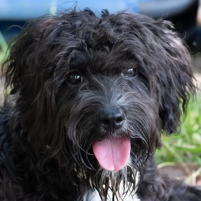 Angus thumbnail 2