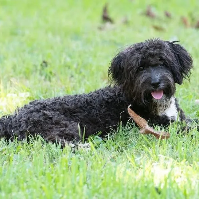 Angus thumbnail 5