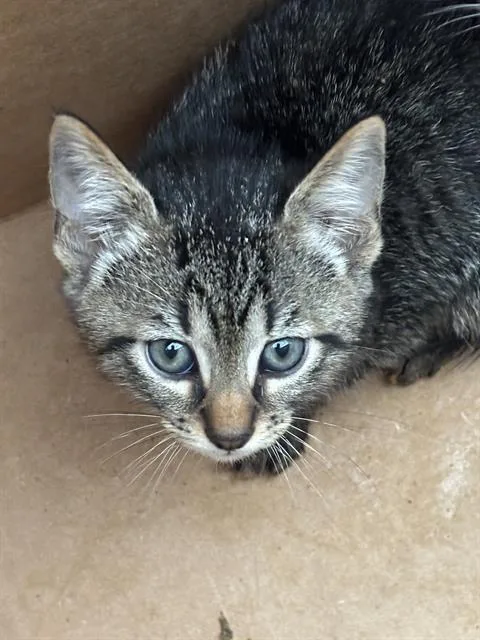 A baby medium-sized male Domestic Short Hair cat named Lion for adoption in Dallas, TX