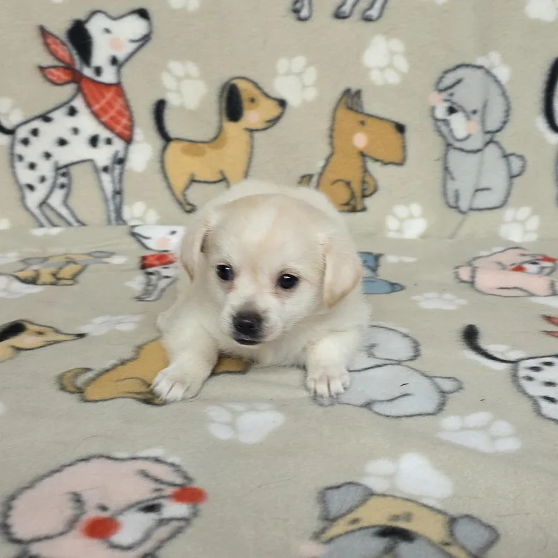 A baby small-sized female White / Cream Chihuahua dog named Ariel for adoption in Dallas, GA