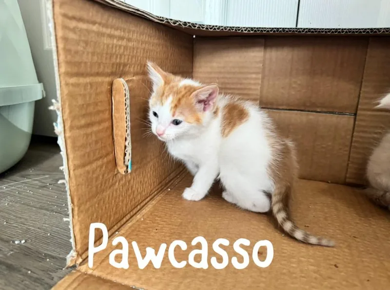 A baby medium-sized male Domestic Short Hair cat named Pawcasso for adoption in Hoover , AL