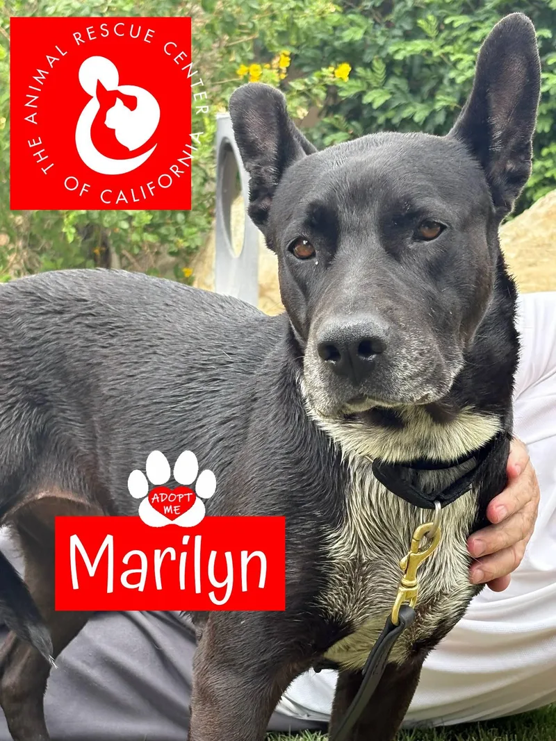 Marilyn thumbnail 3