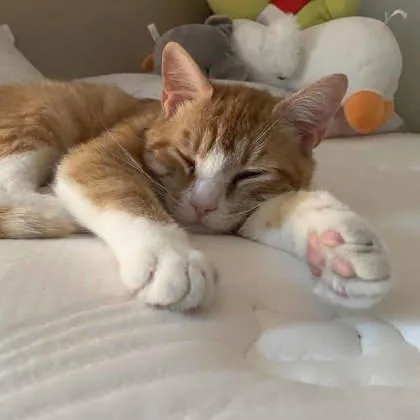 Hubert thumbnail 3
