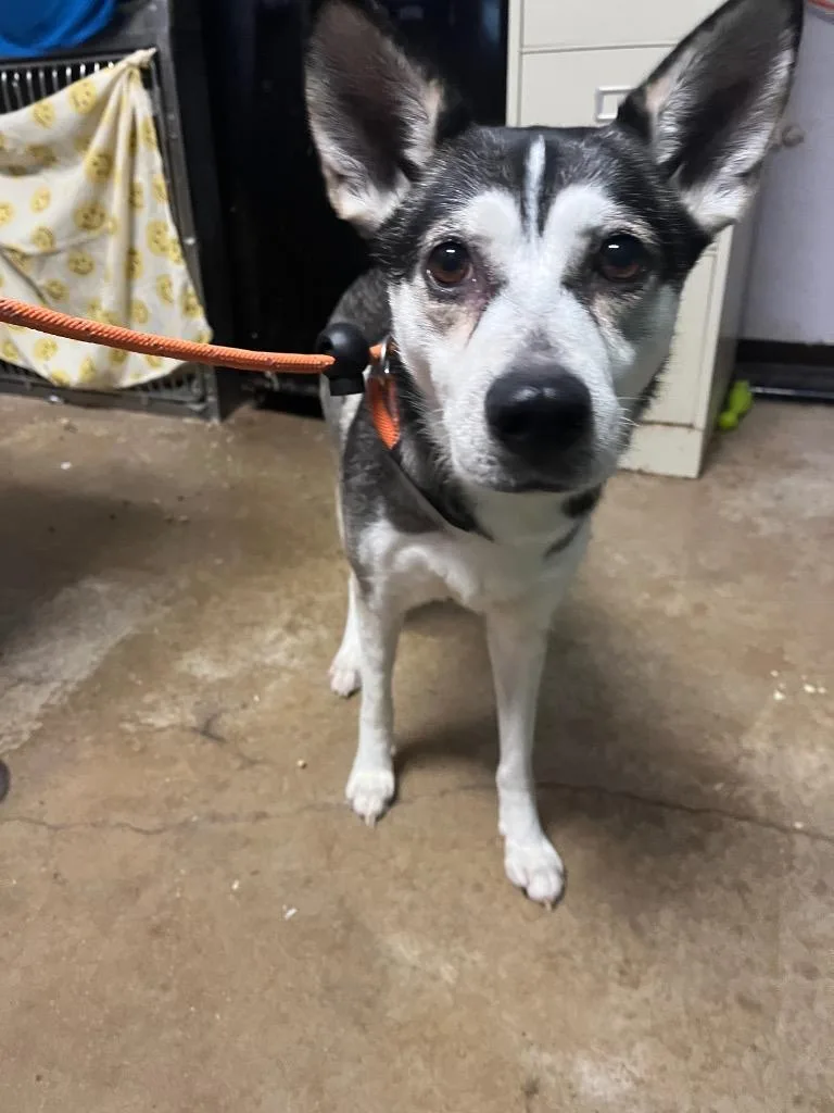 An adult medium-sized female Siberian Husky dog named Elsa for adoption in New Braunfels, TX
