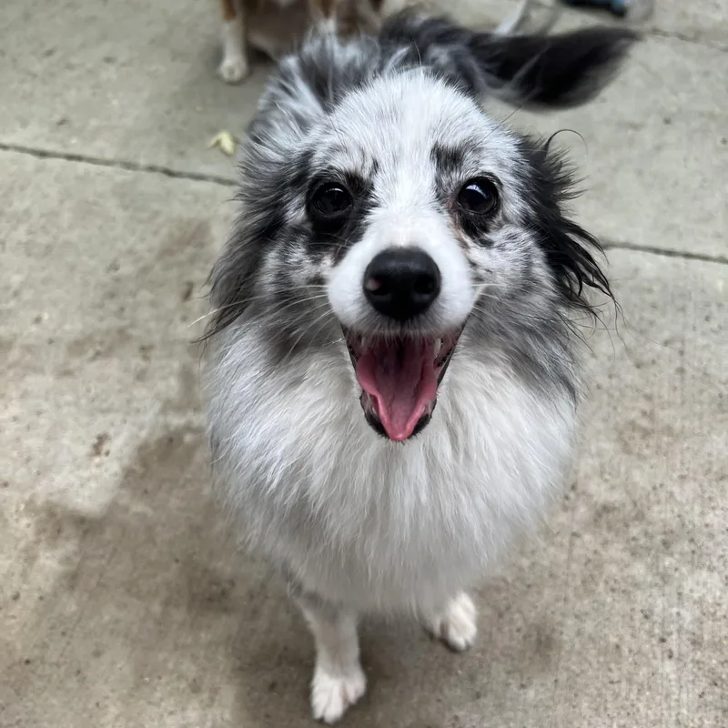 A young small-sized female Merle (Blue) Australian Shepherd dog named London for adoption in Fairmont, MN