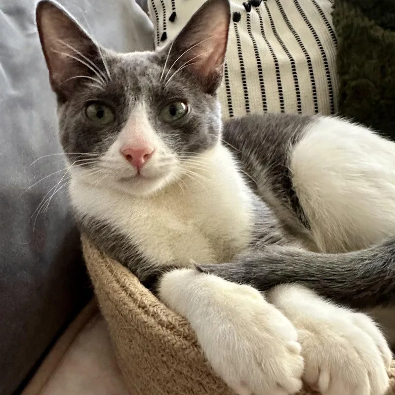 A young medium-sized male Gray & White Domestic Short Hair cat named Murphy for adoption in Flushing, NY