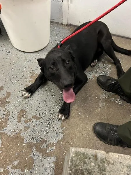 A young large-sized female Labrador Retriever dog named Lady for adoption in Mobile, AL