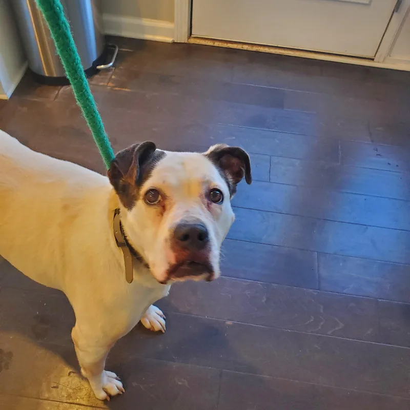 An adult medium-sized female White / Cream Boxer dog named Angie for adoption in Auburn, GA
