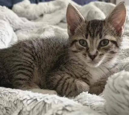 A baby medium-sized female Tabby (Brown / Chocolate) Domestic Short Hair cat named Isabella for adoption in Greenville, NC