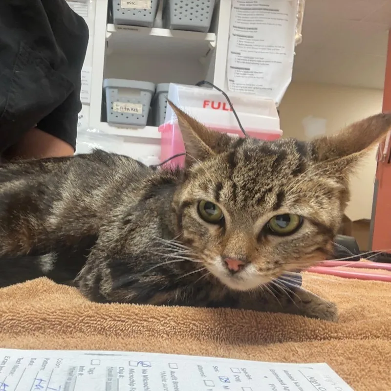 A young medium-sized male Brown / Chocolate Domestic Short Hair cat named Cosmic Brownie for adoption in Flagstaff, AZ