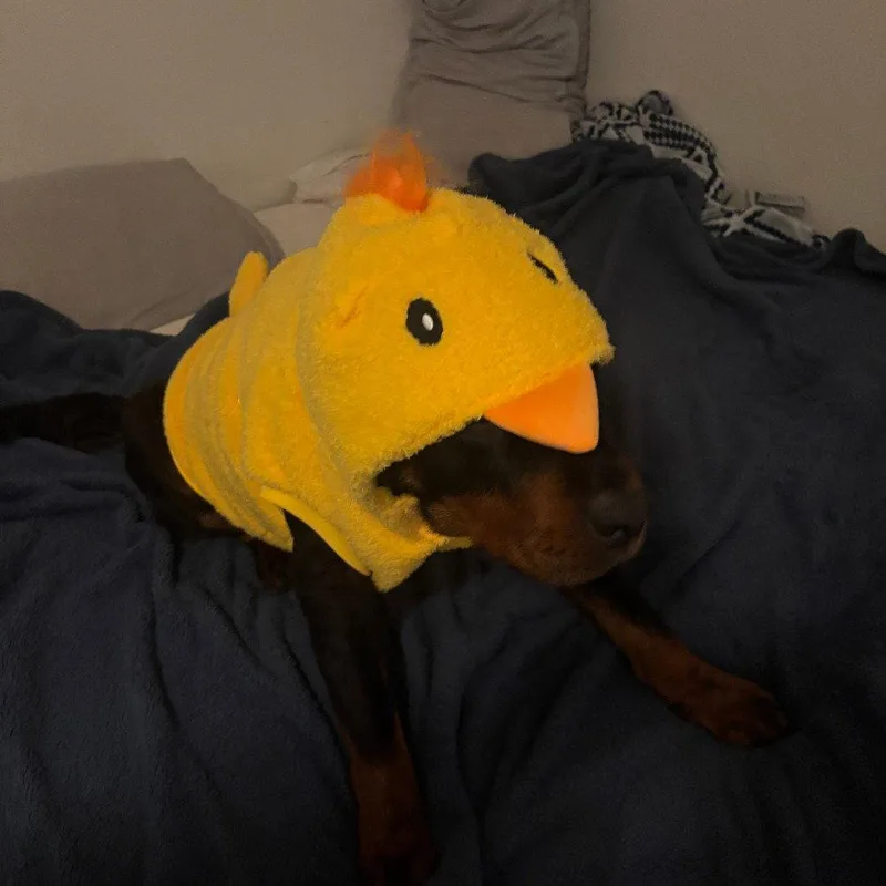 Smokey Vi thumbnail 2