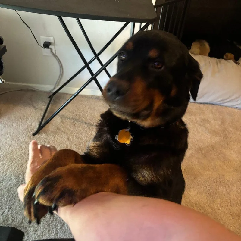 Smokey Vi thumbnail 3