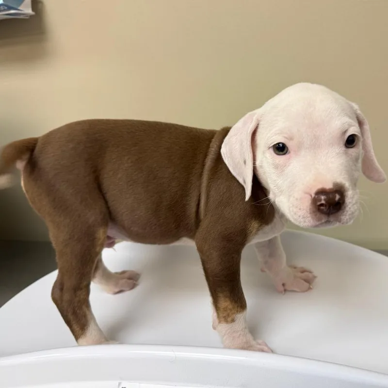 A baby small-sized male Pit Bull Terrier dog named Hummus for adoption in Birmingham, AL