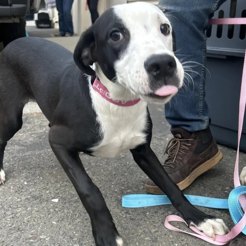 A young medium-sized female Black Pit Bull Terrier dog named Beryl for adoption in Point Richmond, CA