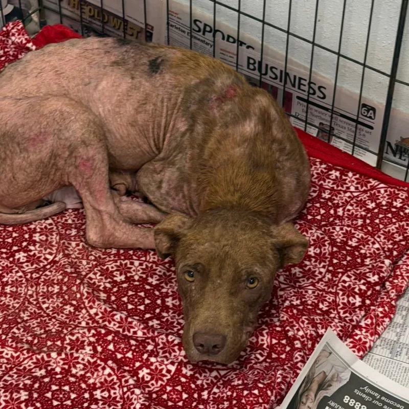 A young medium-sized female Red / Chestnut / Orange Mixed Breed dog named Sloane for adoption in Marshall, TX