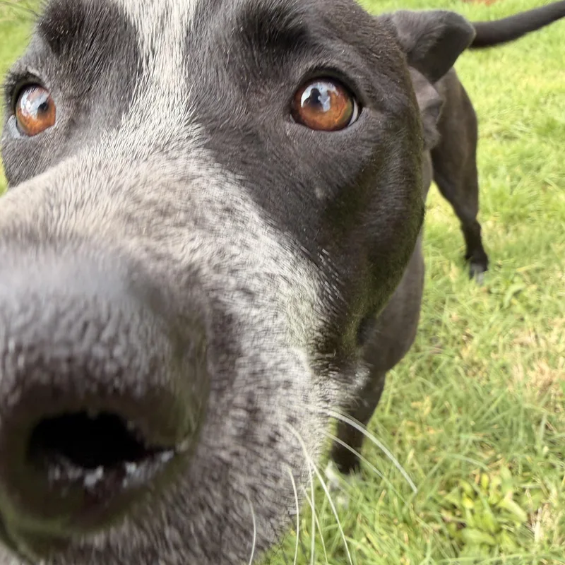 A young large-sized male Australian Cattle Dog / Blue Heeler dog named Koda for adoption in Bremerton, WA