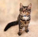 A young medium-sized male Tabby (Brown / Chocolate) Domestic Medium Hair cat named Truce for adoption in Portsmouth, OH
