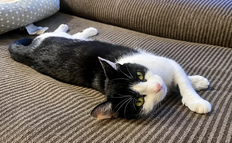 An adult medium-sized female Domestic Short Hair cat named Eowyn Year for adoption in Sterling, MA