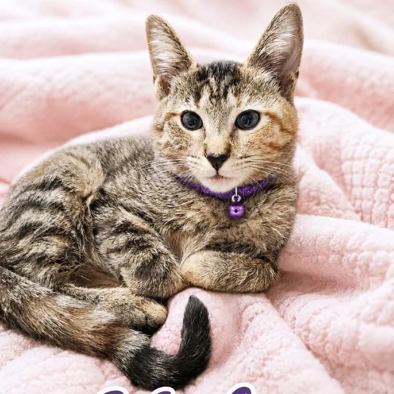A baby small-sized female Torbie Domestic Short Hair cat named Kiki for adoption in Inman, SC