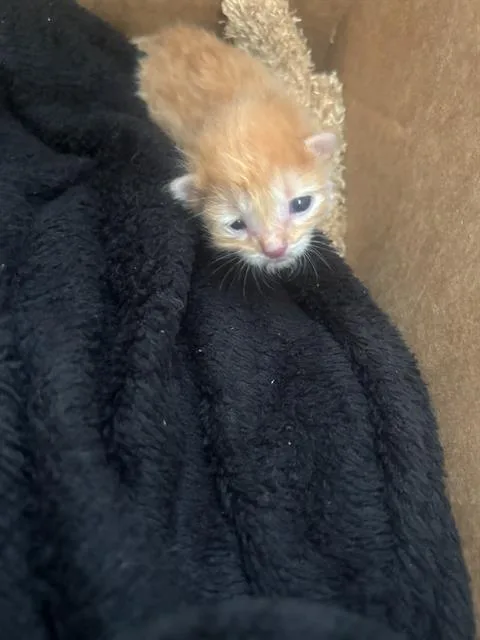 A baby medium-sized male Domestic Short Hair cat named Buddy for adoption in Dallas, TX