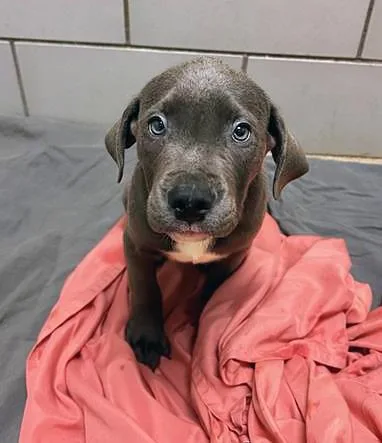 A baby medium-sized male Gray / Blue / Silver Mixed Breed dog named Schmidt for adoption in Nashville, TN